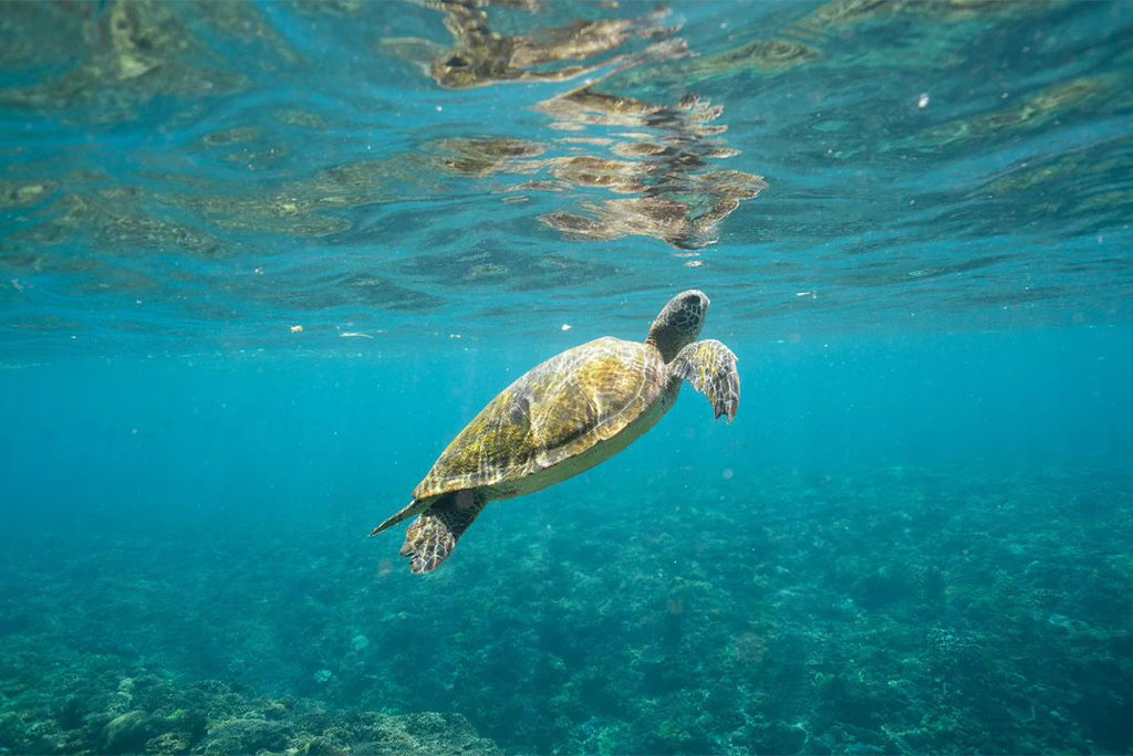 Snorkelling Spots in Nusa Lembongan